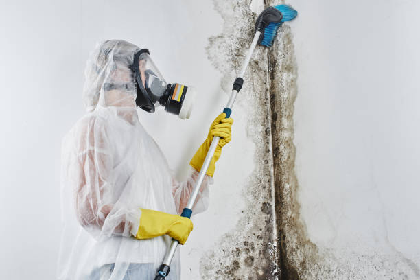 Best Mold Removal Near Me  in Moroni, UT
