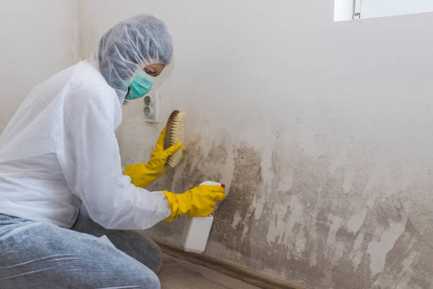 Best Attic Mold Removal  in Moroni, UT