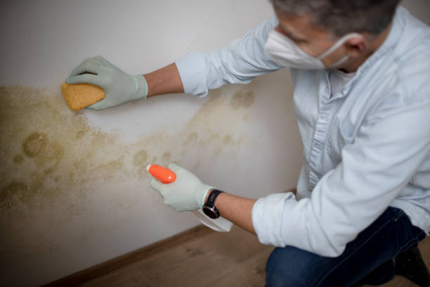 Attic Mold Removal in Moroni, UT