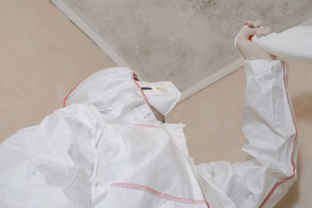 Trusted Moroni, UT Mold Removal Experts