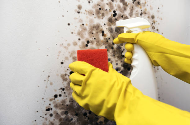 Best Black Mold Removal  in Moroni, UT