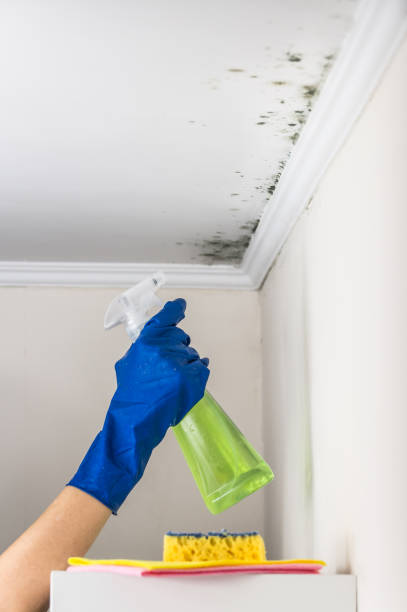Best Mold Removal Company Near Me  in Moroni, UT