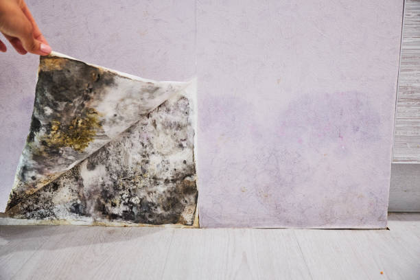 Best Mold Removal Near Me  in Moroni, UT